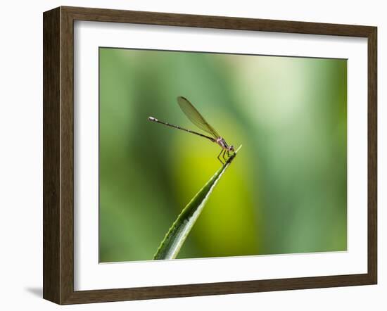 A Dragonfly in Chapada Diamantina National Park-Alex Saberi-Framed Photographic Print