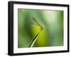 A Dragonfly in Chapada Diamantina National Park-Alex Saberi-Framed Photographic Print