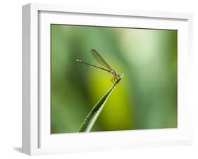 A Dragonfly in Chapada Diamantina National Park-Alex Saberi-Framed Photographic Print