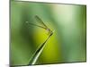 A Dragonfly in Chapada Diamantina National Park-Alex Saberi-Mounted Photographic Print