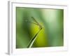 A Dragonfly in Chapada Diamantina National Park-Alex Saberi-Framed Photographic Print