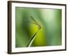 A Dragonfly in Chapada Diamantina National Park-Alex Saberi-Framed Photographic Print