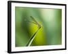 A Dragonfly in Chapada Diamantina National Park-Alex Saberi-Framed Photographic Print