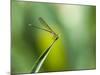 A Dragonfly in Chapada Diamantina National Park-Alex Saberi-Mounted Photographic Print