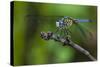 A Dragonfly in the Jean Lafitte National Historical Park and Preserve, New Orleans, Louisiana-Karine Aigner-Stretched Canvas