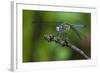 A Dragonfly in the Jean Lafitte National Historical Park and Preserve, New Orleans, Louisiana-Karine Aigner-Framed Photographic Print