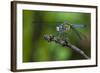 A Dragonfly in the Jean Lafitte National Historical Park and Preserve, New Orleans, Louisiana-Karine Aigner-Framed Photographic Print