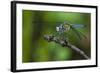 A Dragonfly in the Jean Lafitte National Historical Park and Preserve, New Orleans, Louisiana-Karine Aigner-Framed Photographic Print