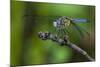 A Dragonfly in the Jean Lafitte National Historical Park and Preserve, New Orleans, Louisiana-Karine Aigner-Mounted Photographic Print