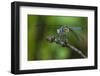 A Dragonfly in the Jean Lafitte National Historical Park and Preserve, New Orleans, Louisiana-Karine Aigner-Framed Photographic Print