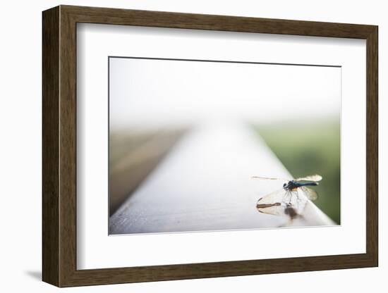 A Dragonfly Sits in the Morning Dew in Paynes Prairie State Preserve, Florida-Brad Beck-Framed Photographic Print