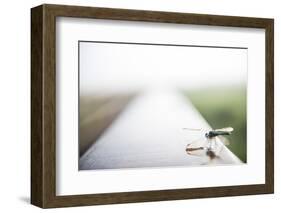 A Dragonfly Sits in the Morning Dew in Paynes Prairie State Preserve, Florida-Brad Beck-Framed Photographic Print