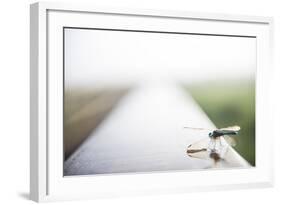 A Dragonfly Sits in the Morning Dew in Paynes Prairie State Preserve, Florida-Brad Beck-Framed Photographic Print