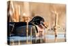 A Drake Wood Duck in the Spring in Minnesota-Steve Oehlenschlager-Stretched Canvas