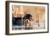 A Drake Wood Duck in the Spring in Minnesota-Steve Oehlenschlager-Framed Photographic Print