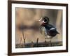 A Drake Wood Duck Perched on a Log in the Spring in Minnesota-Steve Oehlenschlager-Framed Photographic Print