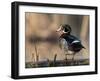 A Drake Wood Duck Perched on a Log in the Spring in Minnesota-Steve Oehlenschlager-Framed Photographic Print