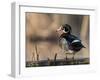 A Drake Wood Duck Perched on a Log in the Spring in Minnesota-Steve Oehlenschlager-Framed Photographic Print