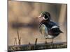 A Drake Wood Duck Perched on a Log in the Spring in Minnesota-Steve Oehlenschlager-Mounted Photographic Print
