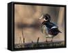 A Drake Wood Duck Perched on a Log in the Spring in Minnesota-Steve Oehlenschlager-Framed Stretched Canvas