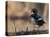 A Drake Wood Duck Perched on a Log in the Spring in Minnesota-Steve Oehlenschlager-Stretched Canvas