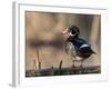 A Drake Wood Duck Perched on a Log in the Spring in Minnesota-Steve Oehlenschlager-Framed Photographic Print