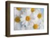 A dreamy feeling-Heidi Westum-Framed Photographic Print