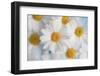 A dreamy feeling-Heidi Westum-Framed Photographic Print