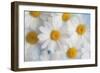 A dreamy feeling-Heidi Westum-Framed Photographic Print