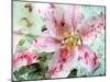 A Dreamy Romantic Floral Montage of a Lily with Petals, Photography, Many Layer Work-Alaya Gadeh-Mounted Photographic Print
