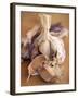 A Dried Garlic Bulb-Steven Morris-Framed Photographic Print