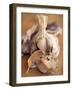 A Dried Garlic Bulb-Steven Morris-Framed Photographic Print