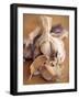 A Dried Garlic Bulb-Steven Morris-Framed Photographic Print