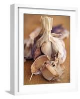 A Dried Garlic Bulb-Steven Morris-Framed Photographic Print