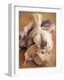 A Dried Garlic Bulb-Steven Morris-Framed Photographic Print