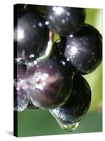 A Drop of Water Drips off of a Grape at Ackerly Pond Vineyards-null-Stretched Canvas