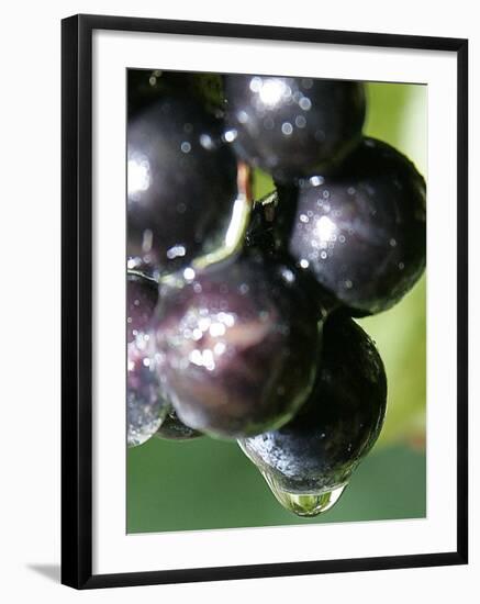 A Drop of Water Drips off of a Grape at Ackerly Pond Vineyards-null-Framed Photographic Print