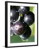 A Drop of Water Drips off of a Grape at Ackerly Pond Vineyards-null-Framed Photographic Print