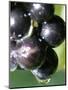 A Drop of Water Drips off of a Grape at Ackerly Pond Vineyards-null-Mounted Photographic Print