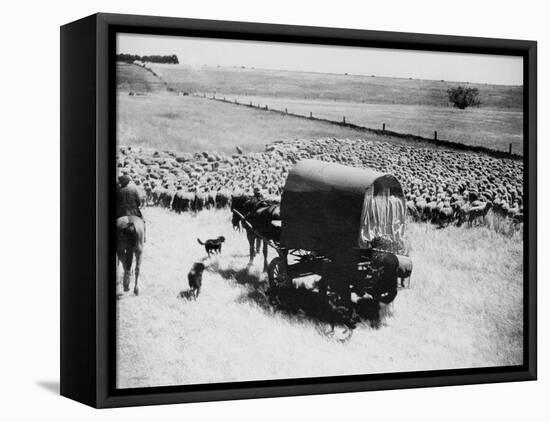 A Drover Travels with His Covered Wagon and Sheep on the Geelong-Baachus Marsh Road-null-Framed Stretched Canvas
