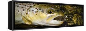 A Dry Fly Caught Brown Trout from a Small Mountain Stream in Utah in Late Summer.-Clint Losee-Framed Stretched Canvas
