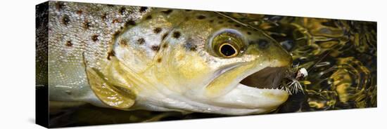 A Dry Fly Caught Brown Trout from a Small Mountain Stream in Utah in Late Summer.-Clint Losee-Stretched Canvas