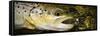 A Dry Fly Caught Brown Trout from a Small Mountain Stream in Utah in Late Summer.-Clint Losee-Framed Stretched Canvas