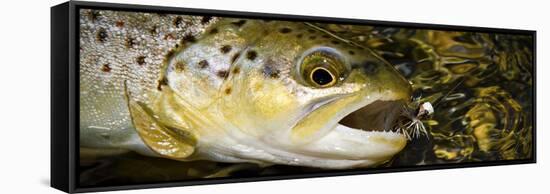 A Dry Fly Caught Brown Trout from a Small Mountain Stream in Utah in Late Summer.-Clint Losee-Framed Stretched Canvas