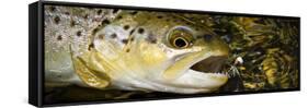 A Dry Fly Caught Brown Trout from a Small Mountain Stream in Utah in Late Summer.-Clint Losee-Framed Stretched Canvas