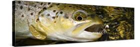 A Dry Fly Caught Brown Trout from a Small Mountain Stream in Utah in Late Summer.-Clint Losee-Stretched Canvas