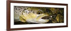 A Dry Fly Caught Brown Trout from a Small Mountain Stream in Utah in Late Summer.-Clint Losee-Framed Photographic Print