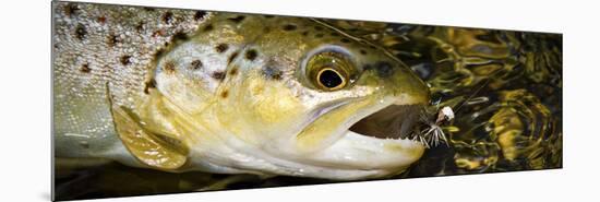 A Dry Fly Caught Brown Trout from a Small Mountain Stream in Utah in Late Summer.-Clint Losee-Mounted Photographic Print