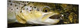 A Dry Fly Caught Brown Trout from a Small Mountain Stream in Utah in Late Summer.-Clint Losee-Mounted Photographic Print