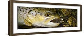 A Dry Fly Caught Brown Trout from a Small Mountain Stream in Utah in Late Summer.-Clint Losee-Framed Photographic Print